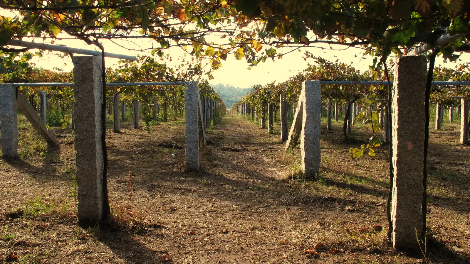 Rías Baixas y Val do Salnés
