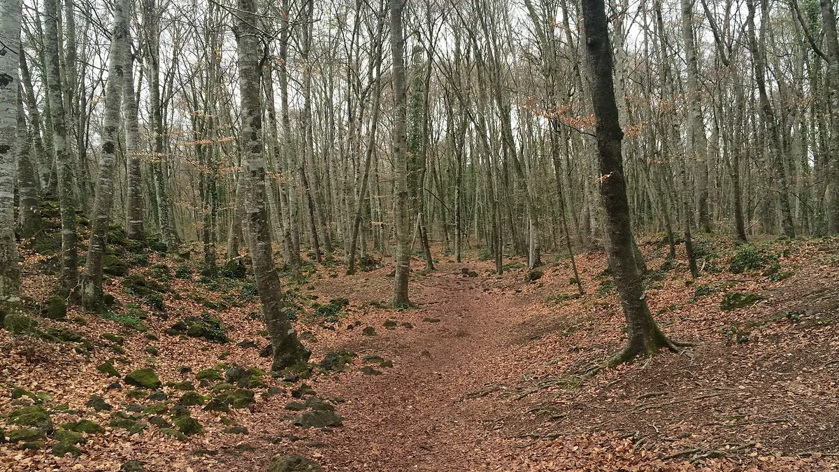 La Fageda D'En Jordà-Sant Miquel Sacot-Volcà Santa Margarida- Grederes del Croscat 100 Cims
