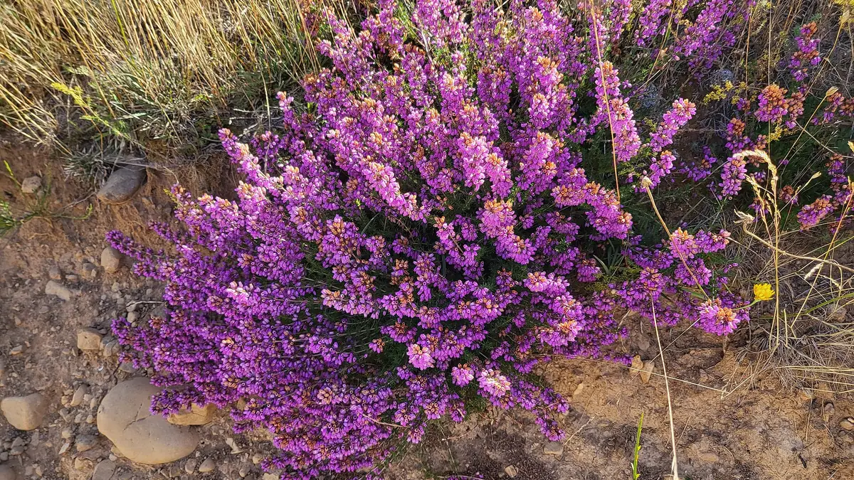 SENDA DE LA TEJEDA DE TOSANDE (PRC-P03) : Un bosque milenario a las faldas de la montaña Palentina.
