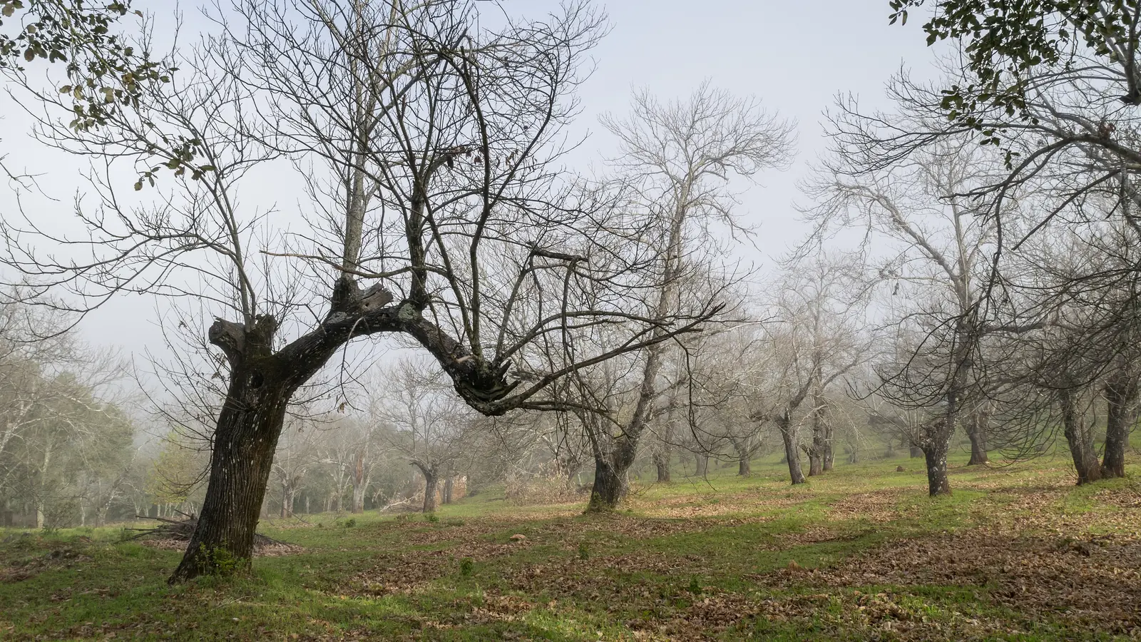 Sierra de Aracena y Picos de Aroche · Huelva